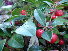 Teaberry Plant